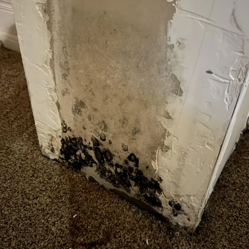 Professional Mold Removal in Windsor, VA